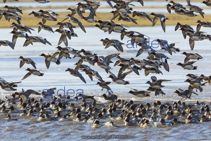 : Widgeon - flock landing on lake in winter, Island : Widgeon - flock landing on lake in winter, Island
