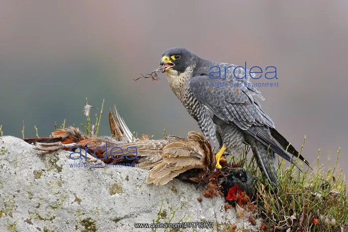 : Widlife scene from nature, animal behaviour : Widlife scene from nature, animal behaviour