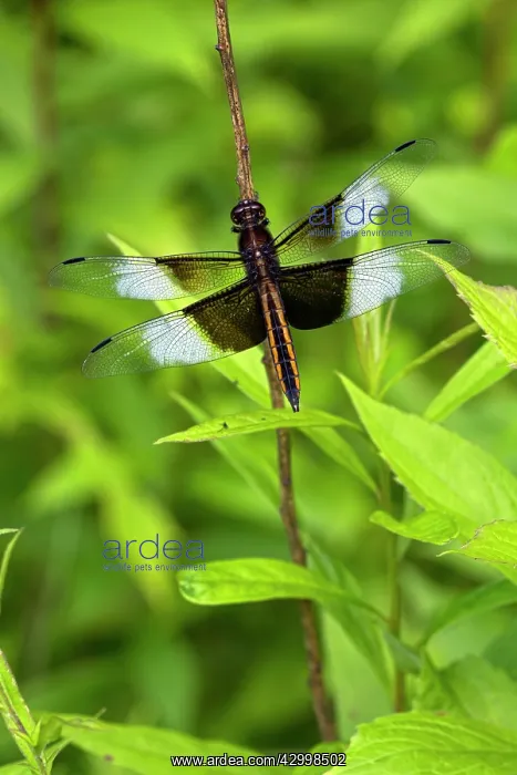  : Widow Skimmer
