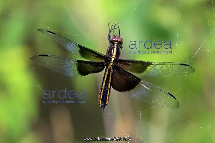 : Widow Skimmer : Widow Skimmer