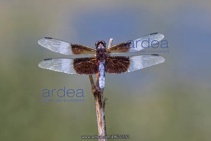 : Widow skimmer dragonfly : Widow skimmer dragonfly