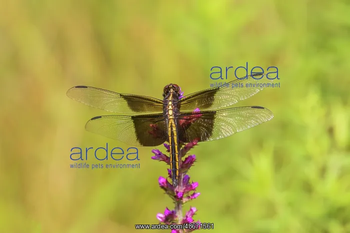 : Widow skimmer, female on prairie blazing star, Rock Cave : Widow skimmer, female on prairie blazing star, Rock Cave