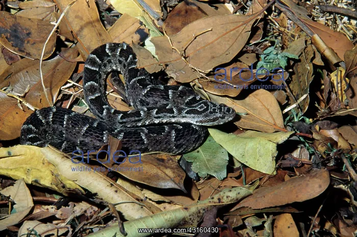 : Wied's Lancehead Viper : Wied's Lancehead Viper