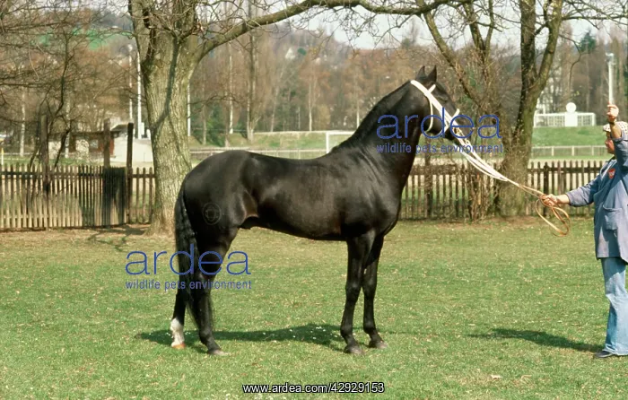  : Wielkopolski Horse - held on rein