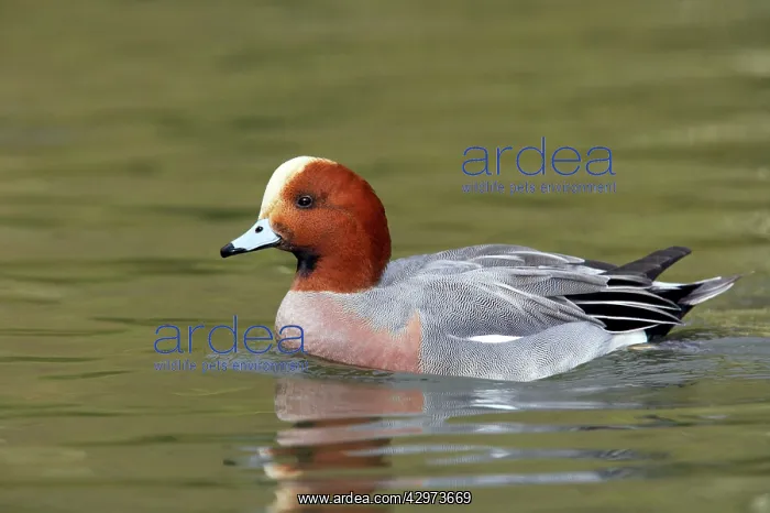  : Wigeon (Anas penelope). Sussex - UK