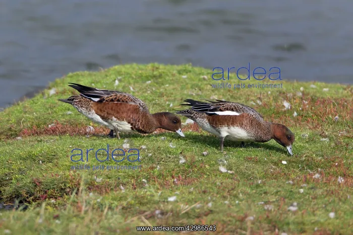  : Wigeon (Anas penelope). pair in moult - feeding on salt marsh - Island