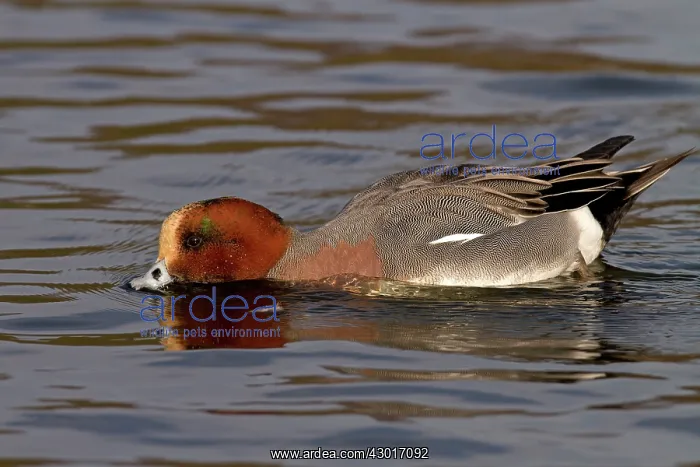  : Wigeon dabbling