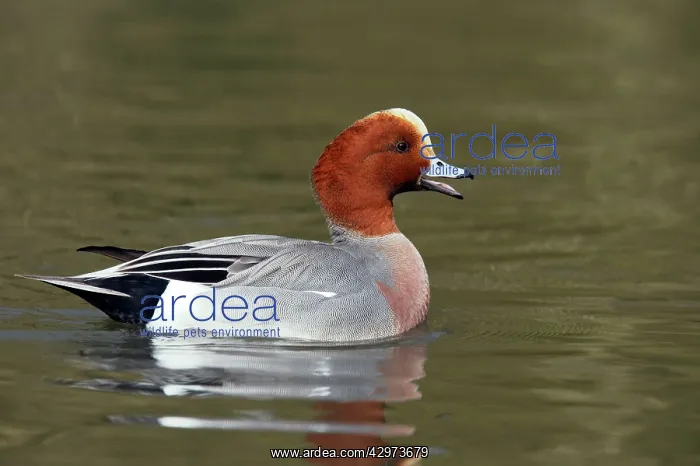 : Wigeon - Calling : Wigeon - Calling