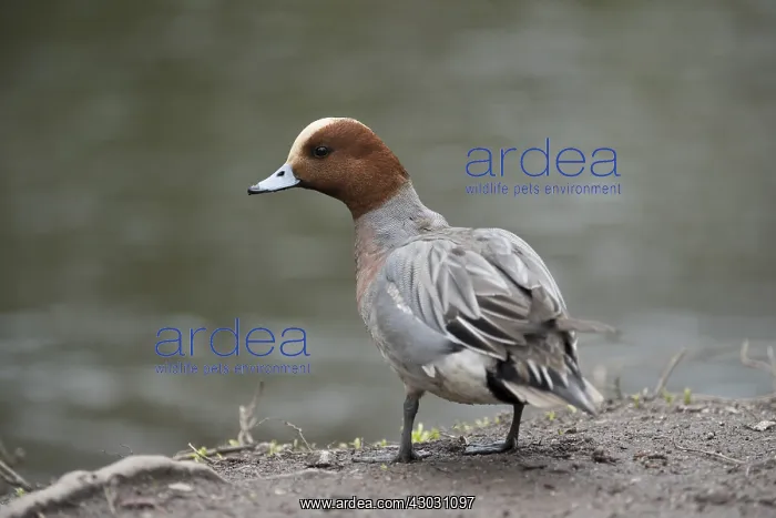  : Wigeon - Drake - Cornwall - UK