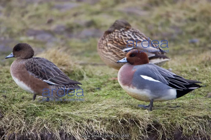 : Wigeon - drake and duck resting on sea shore, in winter : Wigeon - drake and duck resting on sea shore, in winter