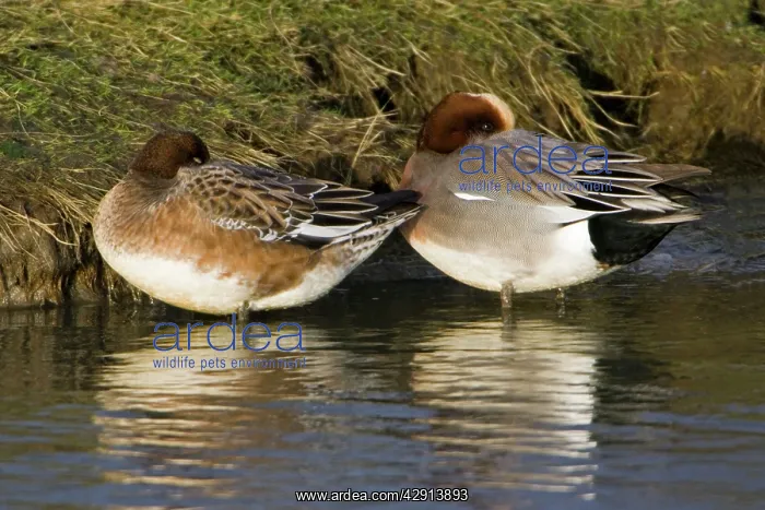 : Wigeon - drake and duck resting at waters edge, in winter : Wigeon - drake and duck resting at waters edge, in winter