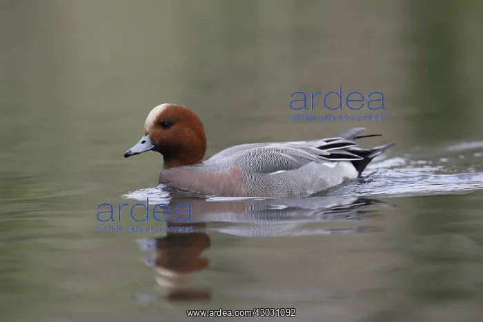 : Wigeon - Drake - Lancashire - UK : Wigeon - Drake - Lancashire - UK