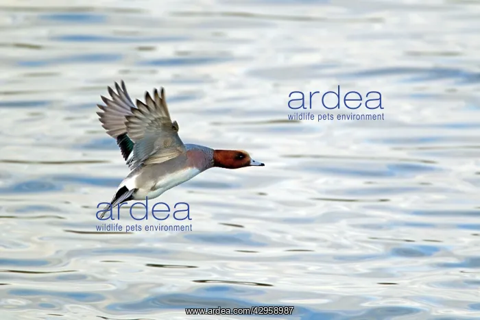 : Wigeon - Drake taking off : Wigeon - Drake taking off