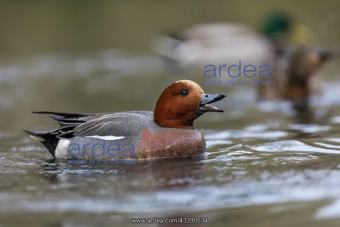 : Wigeon - Drake - UK : Wigeon - Drake - UK