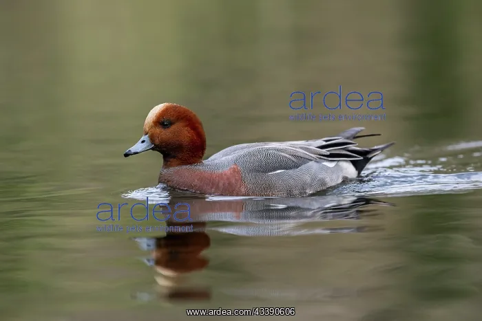 : Wigeon - Drake - UK : Wigeon - Drake - UK