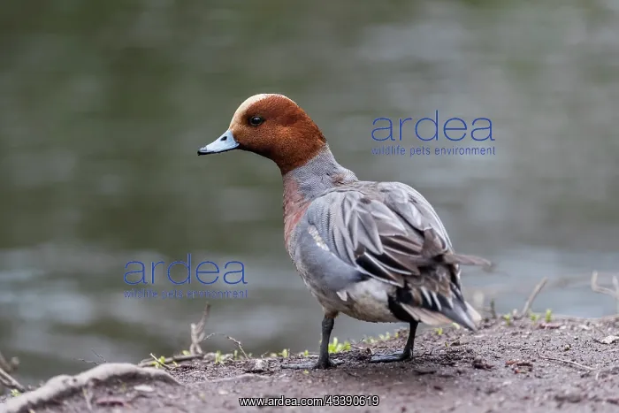 : Wigeon - Drake - UK : Wigeon - Drake - UK