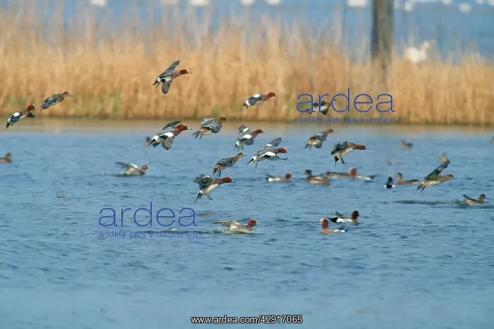: Wigeon Duck - in flight : Wigeon Duck - in flight