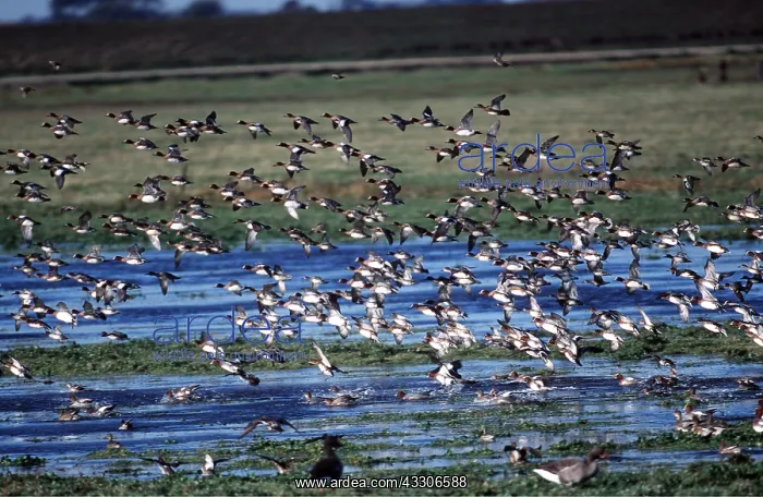 : WIGEON DUCK - flock in flight : WIGEON DUCK - flock in flight