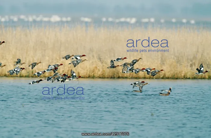 : Wigeon DUCK - flock in flight over water : Wigeon DUCK - flock in flight over water
