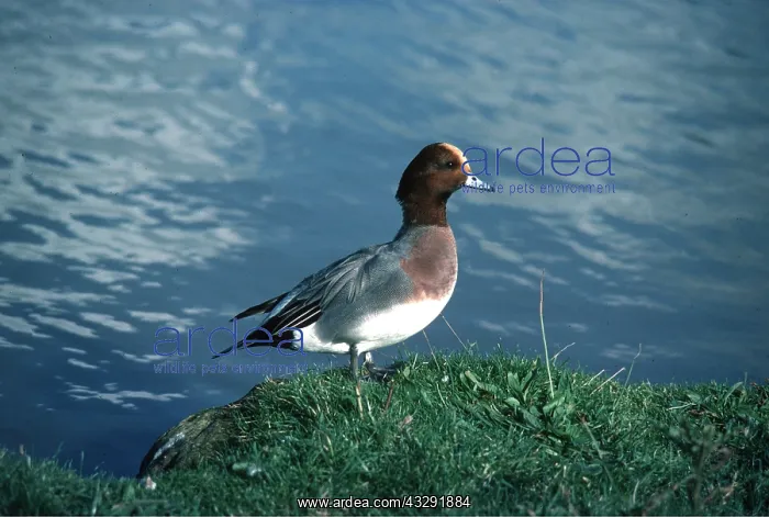 : WIGEON DUCK - stands near water : WIGEON DUCK - stands near water