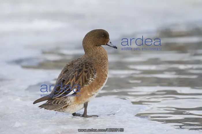  : Wigeon - female - Iceland