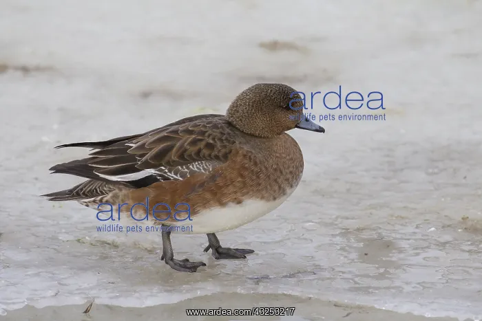  : Wigeon - female - Iceland
