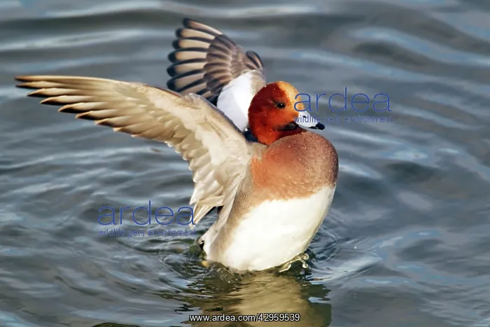 : Wigeon - Flapping wings after washing : Wigeon - Flapping wings after washing
