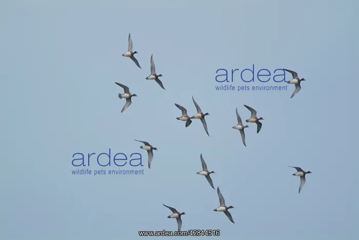 : Wigeon - in flight : Wigeon - in flight