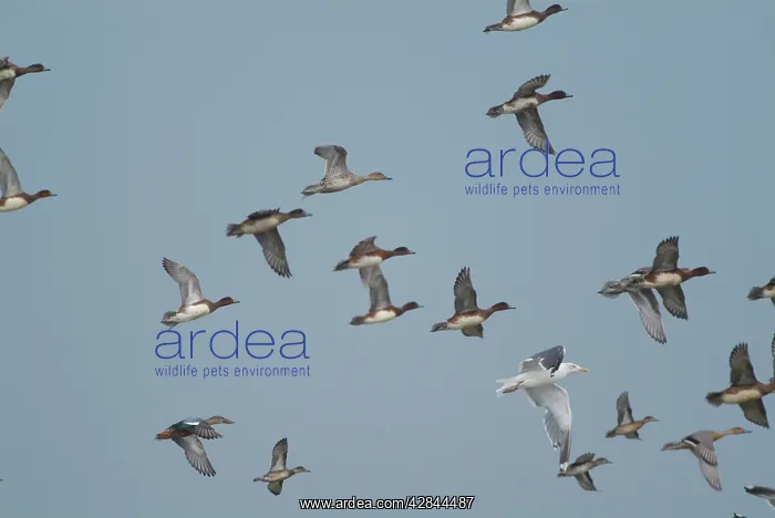 : Wigeon - in flight. Flock includes Shoveler duck and Gull : Wigeon - in flight. Flock includes Shoveler duck and Gull