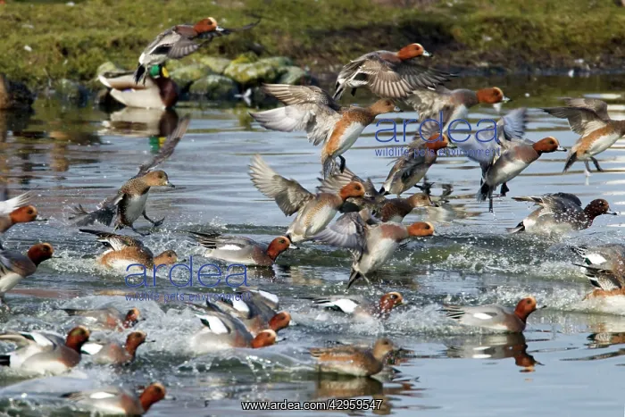 : Wigeon - Flock entering water : Wigeon - Flock entering water