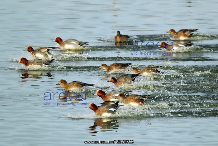 : Wigeon - Flock entering water : Wigeon - Flock entering water