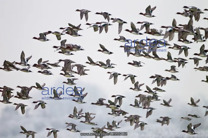: Wigeon - flock in flight : Wigeon - flock in flight