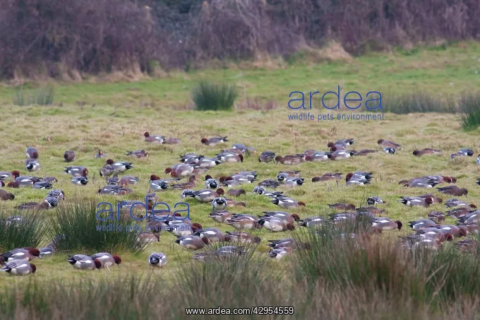 : Wigeon - a large flock of birds grazing on short grass : Wigeon - a large flock of birds grazing on short grass