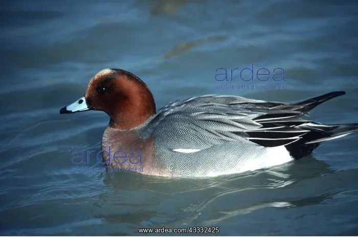 : WIGEON - male on water : WIGEON - male on water