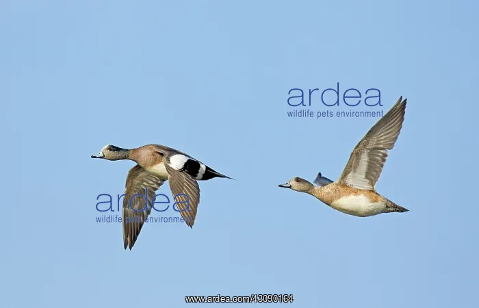 : Wigeon Pair Flying : Wigeon Pair Flying