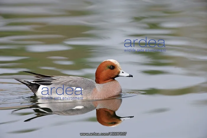 : Wigeon - with reflection : Wigeon - with reflection