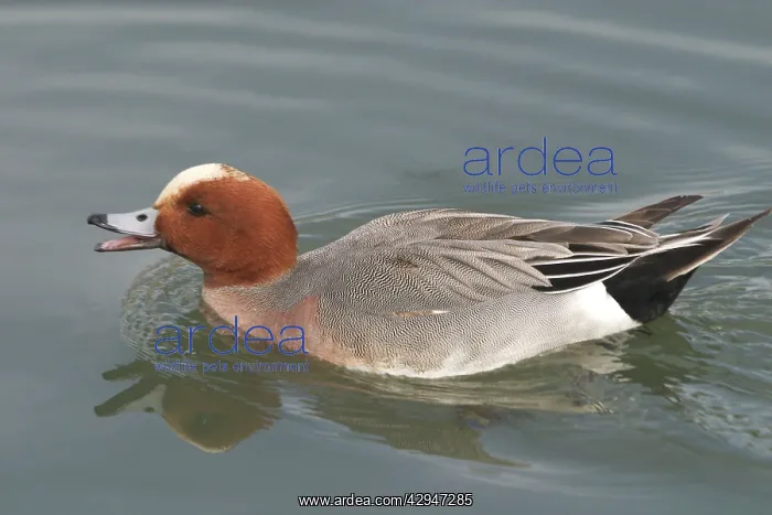  : Wigeon, in water