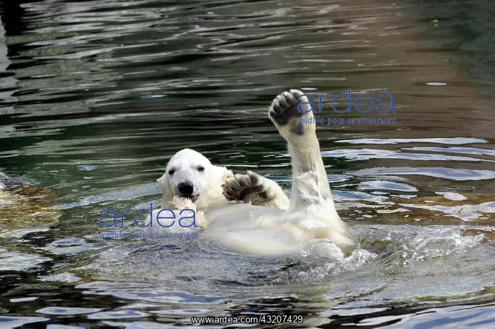 : Wilbaer, young Polar Bear (Ursus maritimus) swimming : Wilbaer, young Polar Bear (Ursus maritimus) swimming