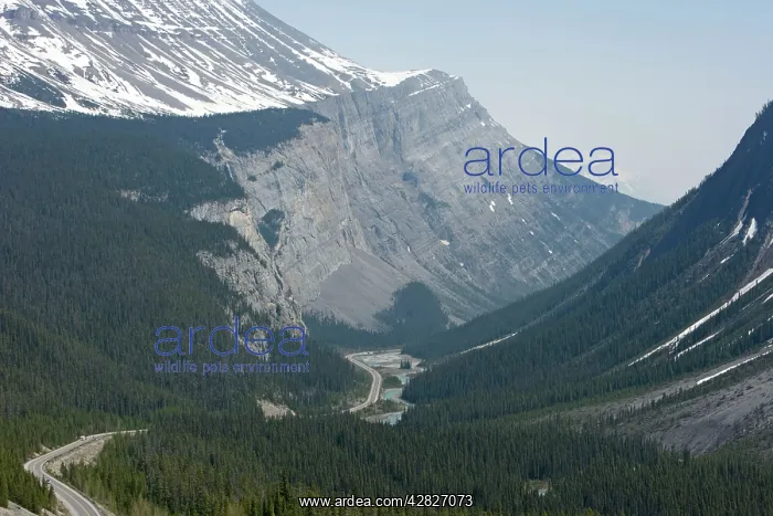 : Wilcox Pass : Wilcox Pass