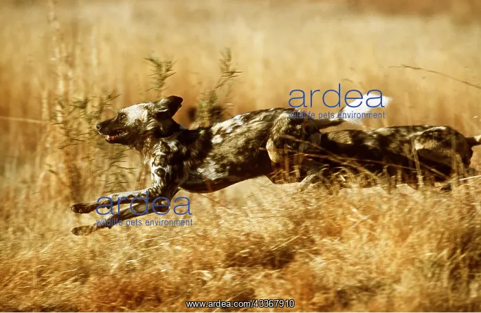 : WILD AFRICAN HUNTING DOG - also known as Painted Hunting Dog : WILD AFRICAN HUNTING DOG - also known as Painted Hunting Dog