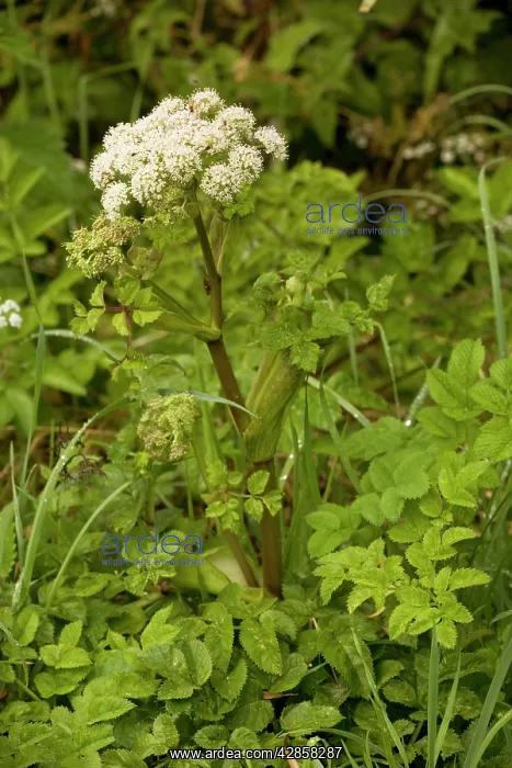 : Wild angelica : Wild angelica