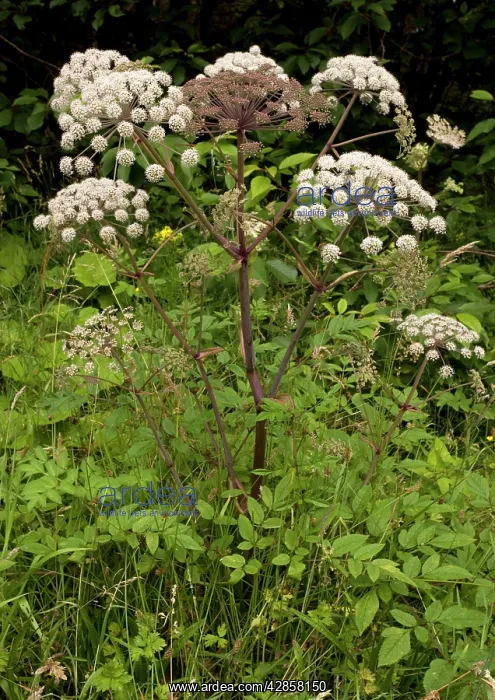 : Wild angelica. Good insect plant : Wild angelica. Good insect plant