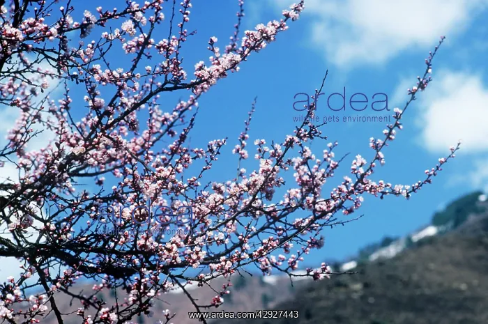 : WILD APRICOT - BLOSSOM : WILD APRICOT - BLOSSOM