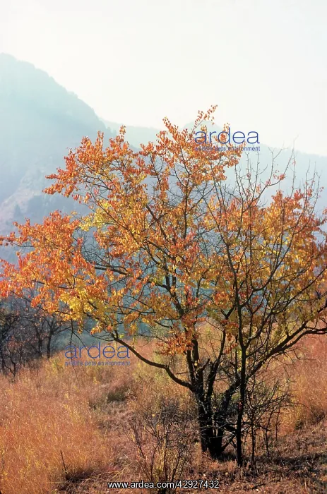 : Wild Apricot Tree : Wild Apricot Tree