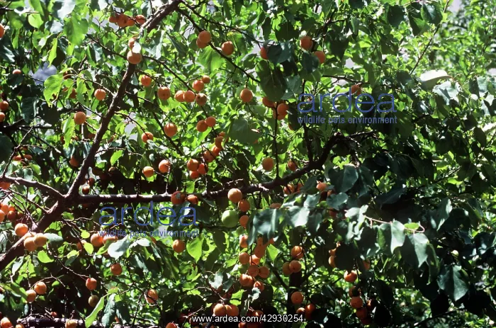 : Wild Apricots - on tree : Wild Apricots - on tree