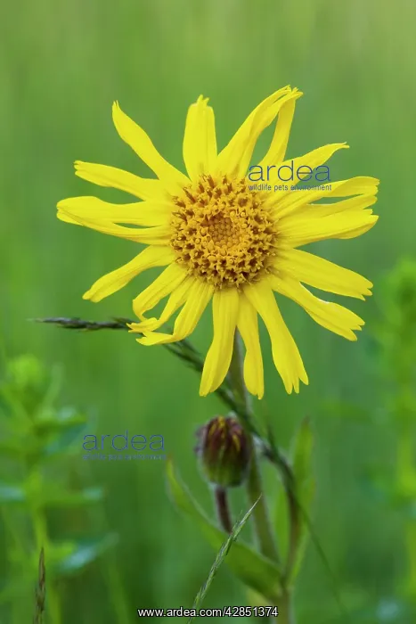 : Wild Arnica - medicinal plant : Wild Arnica - medicinal plant