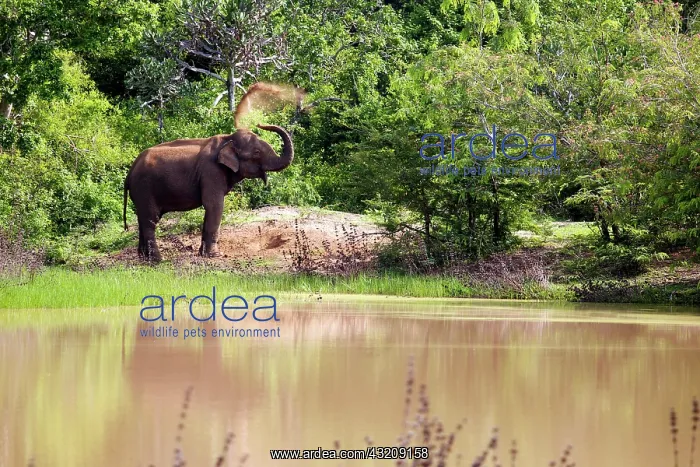: Wild Asian Elephant (Elephas maximus) throwing sand : Wild Asian Elephant (Elephas maximus) throwing sand