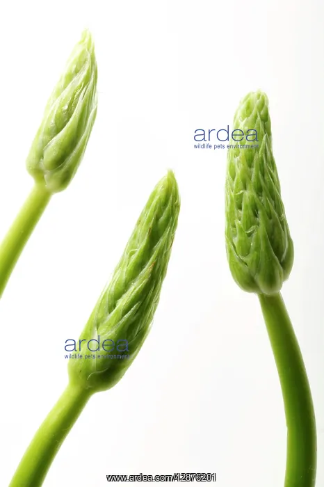  : Wild Asparagus - tips, close-up