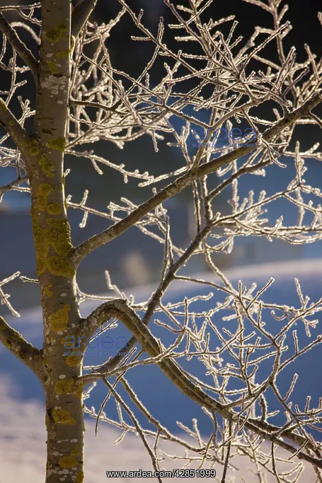 : Wild aspen - covered with hoar frost : Wild aspen - covered with hoar frost