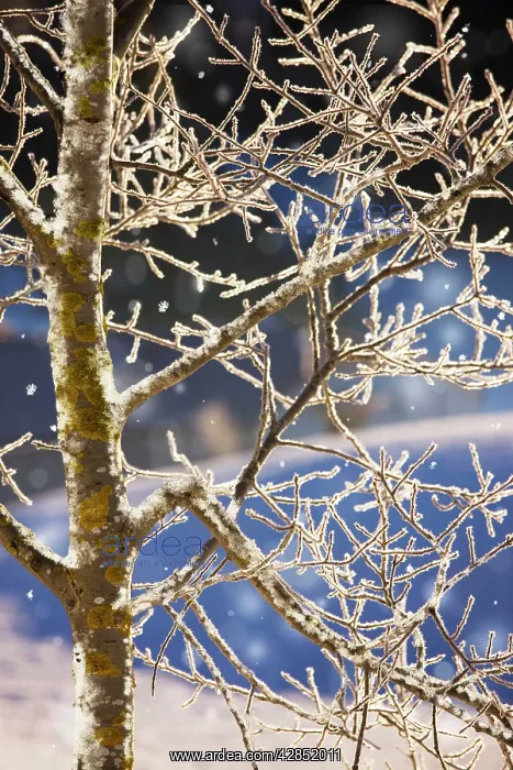 : Wild Aspen - covered with hoar frost, midwinter : Wild Aspen - covered with hoar frost, midwinter